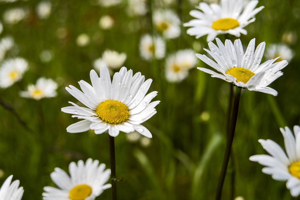 white daisy in bloom during daytime