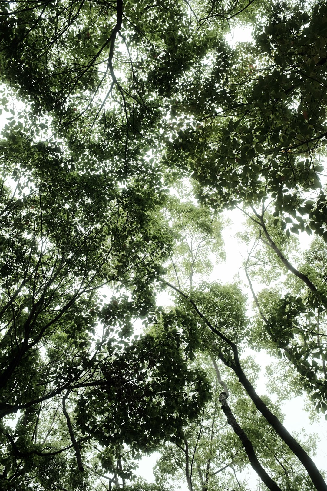 low angle photography of green leaf trees during daytime