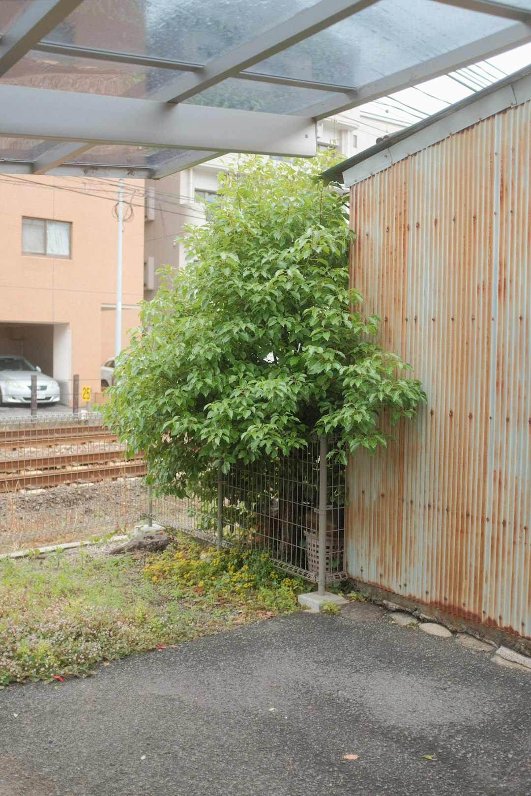 green tree beside brown wooden fence