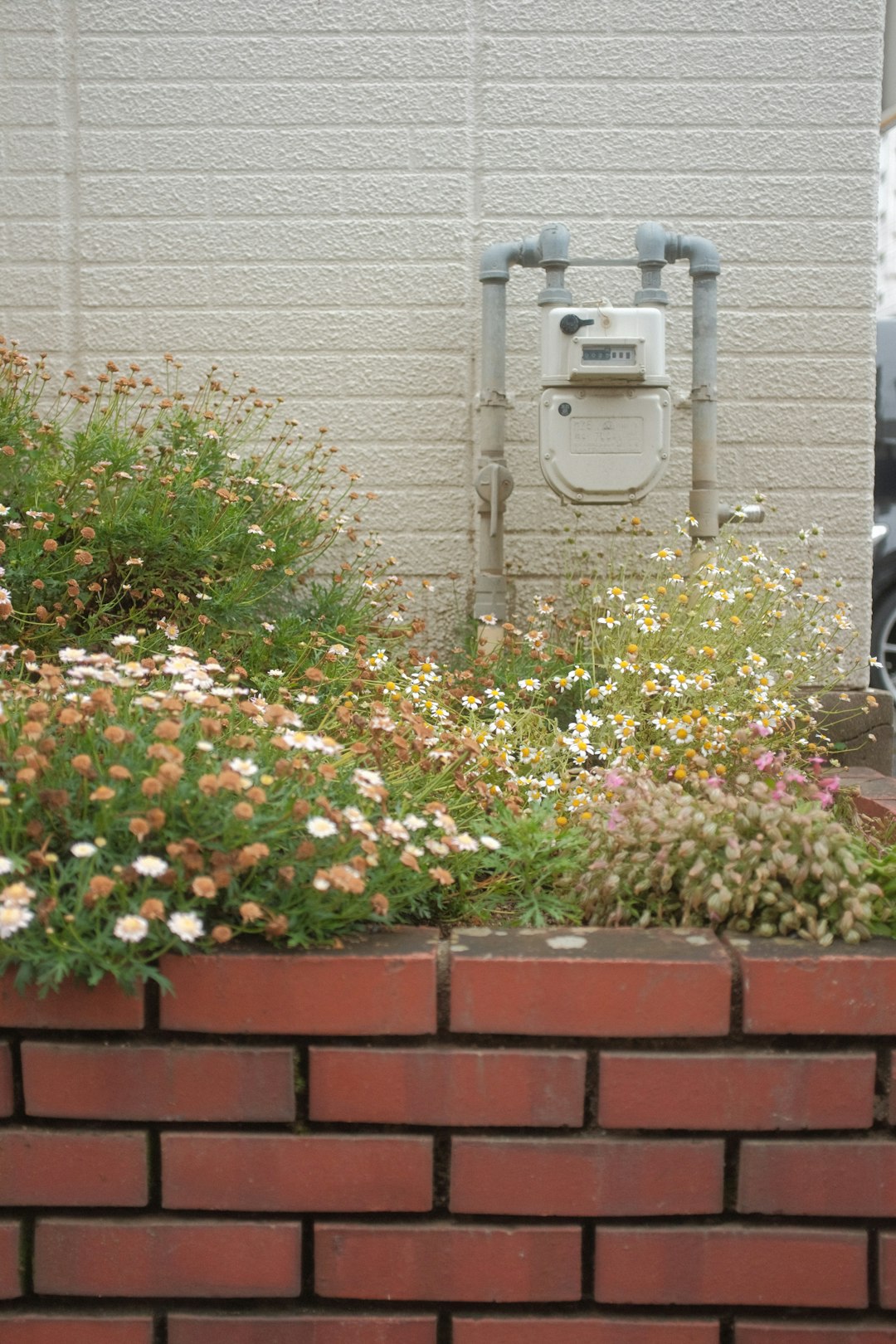 white and pink flowers beside gray concrete wall