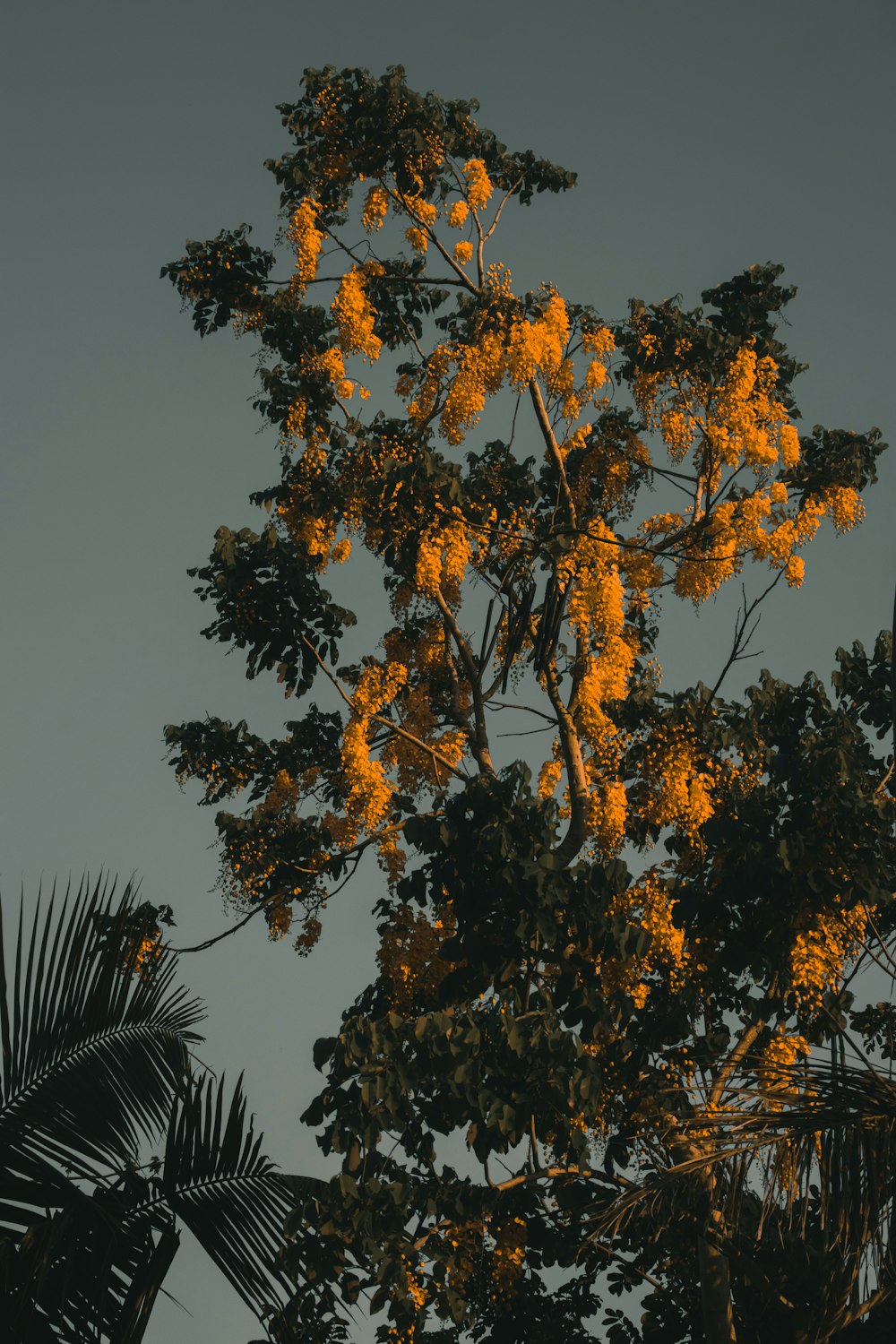 gelbe Blätter Baum unter blauem Himmel während des Tages