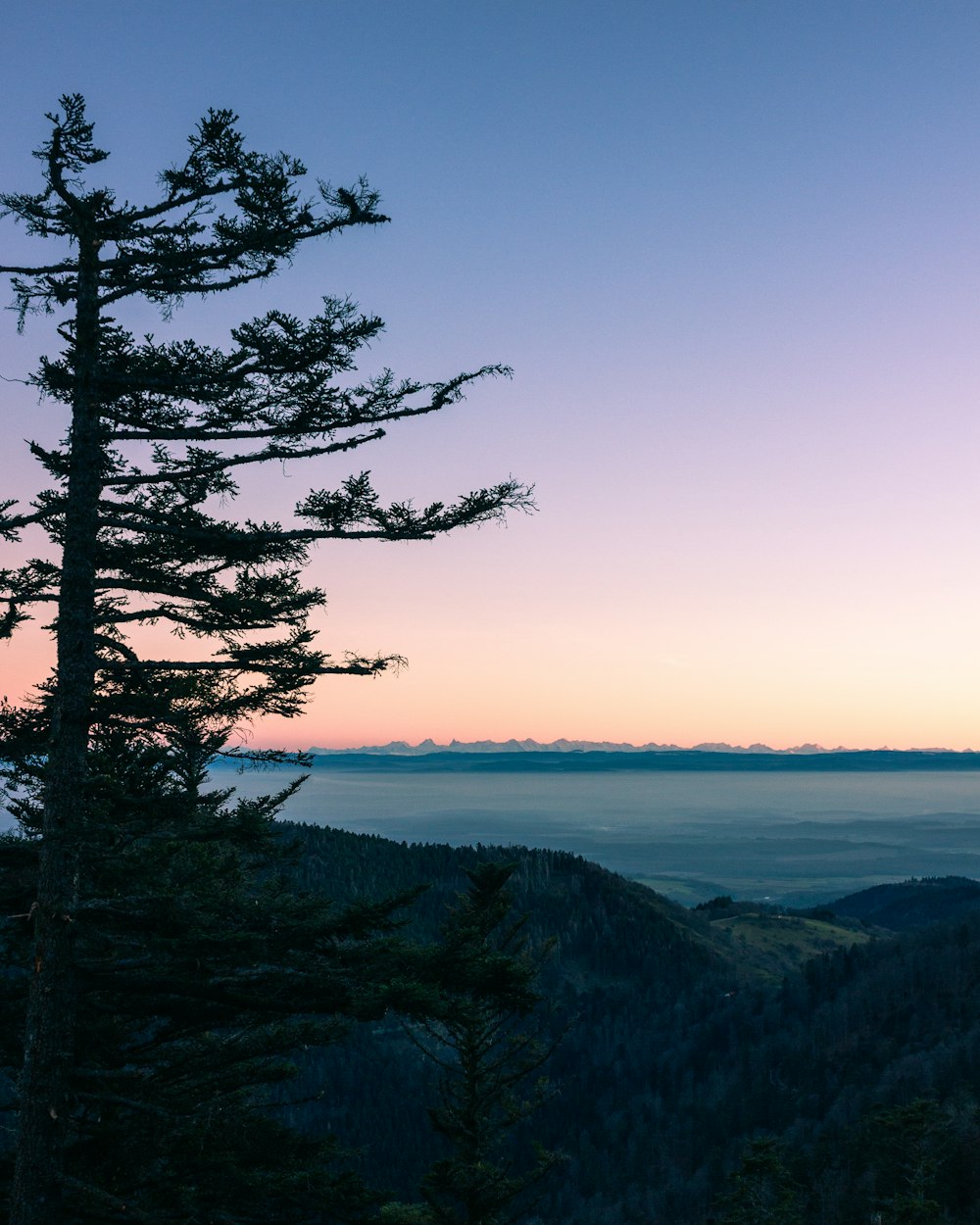 green trees on mountain during daytime