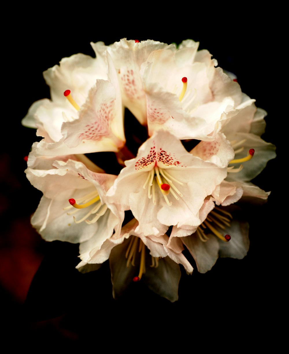 white flower in macro shot