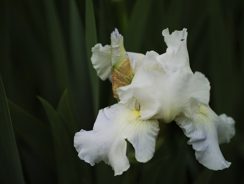 white flower with green leaves