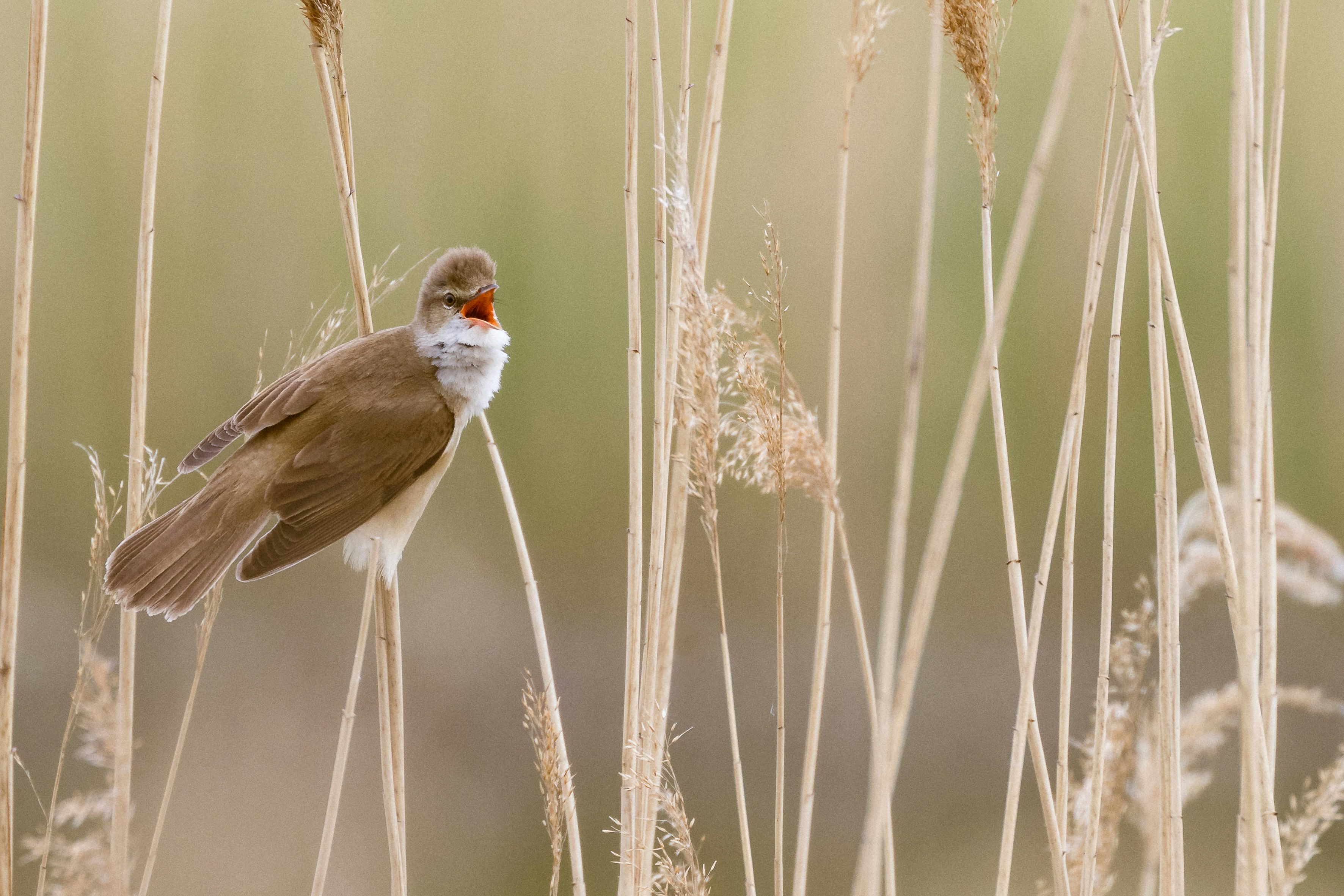 white and brown bird on brown plant