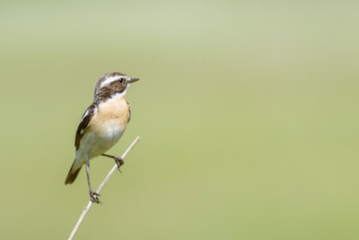 brown and white bird on green stem