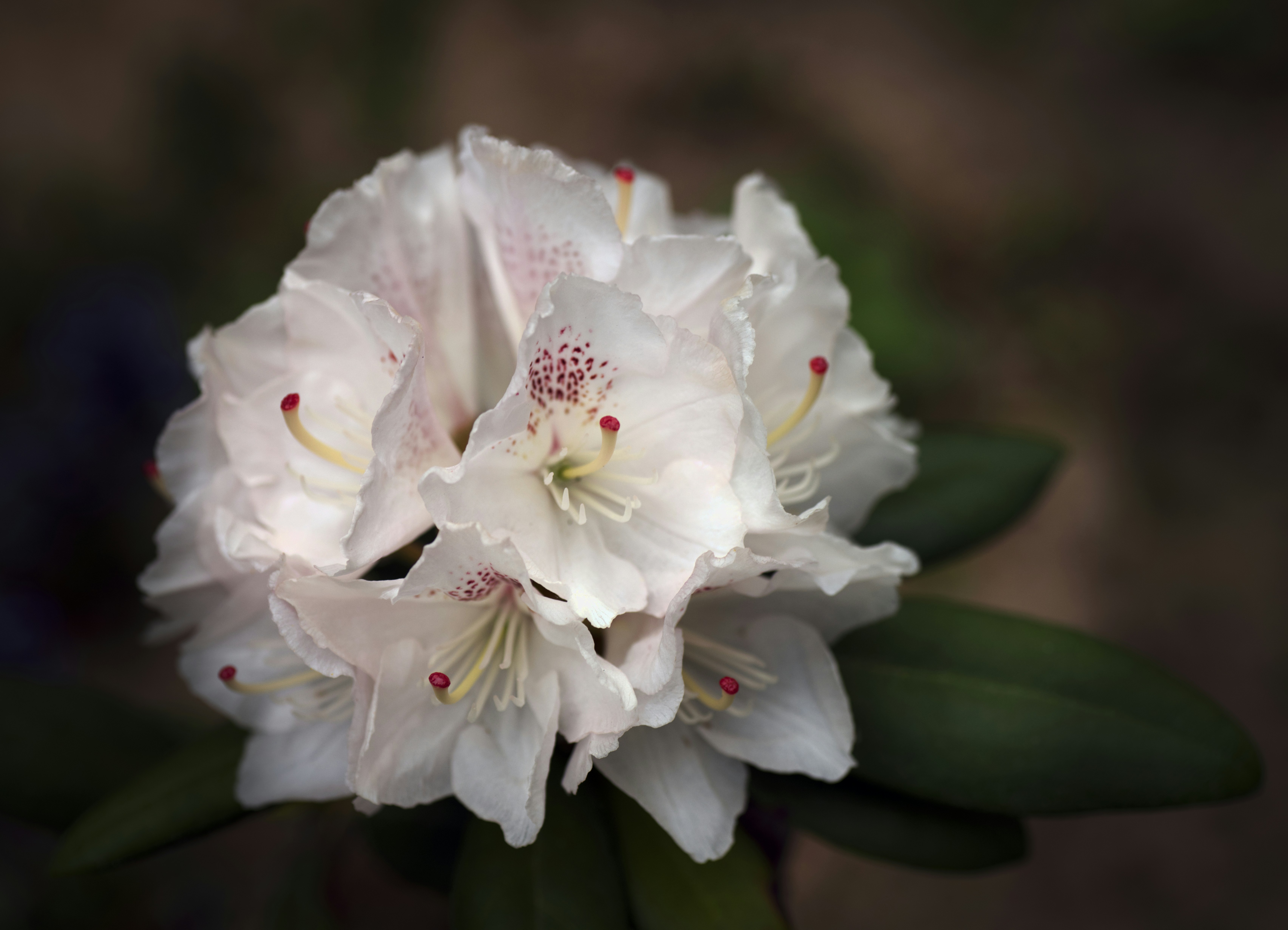 Rhododendron Wildarten und Hybriden