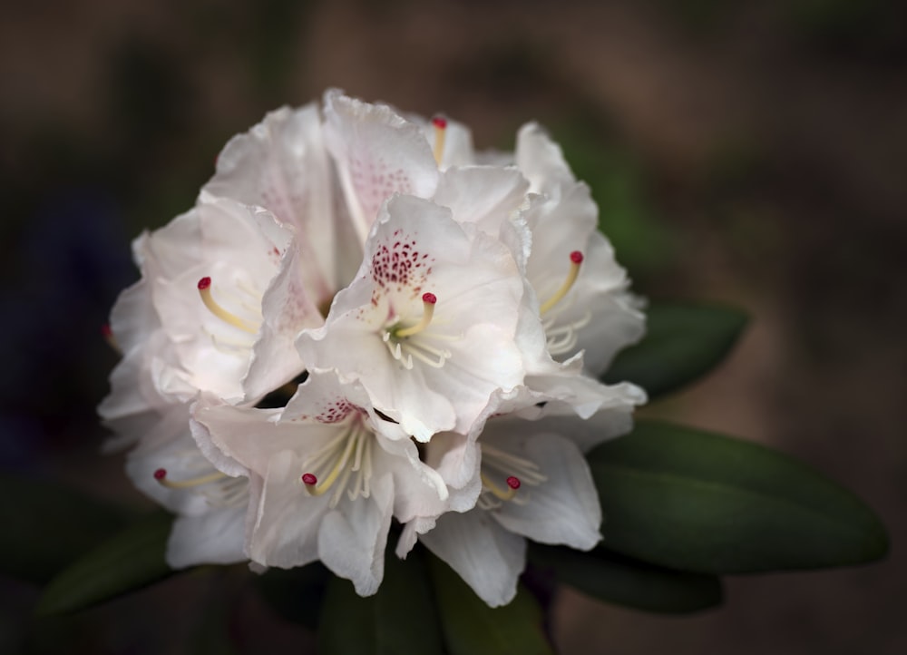 white flower in macro shot