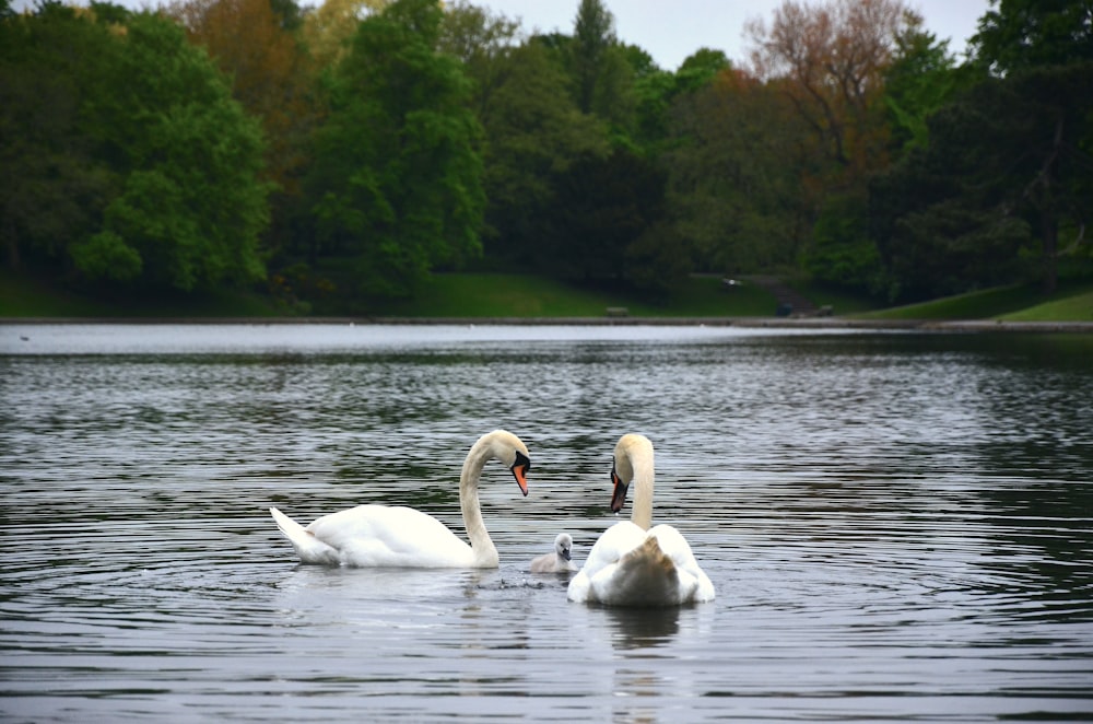 white swan on water during daytime