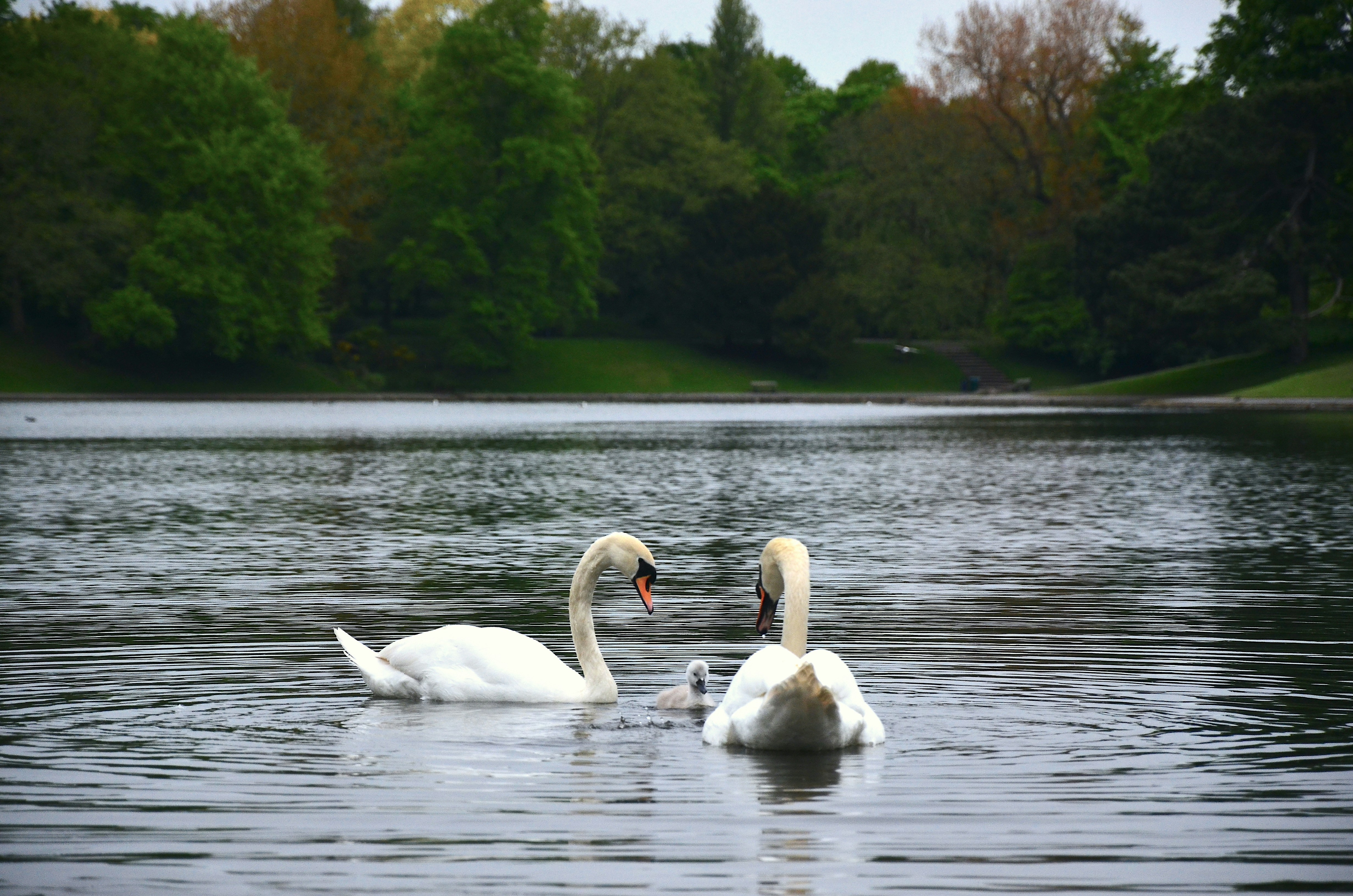 white swan on water during daytime