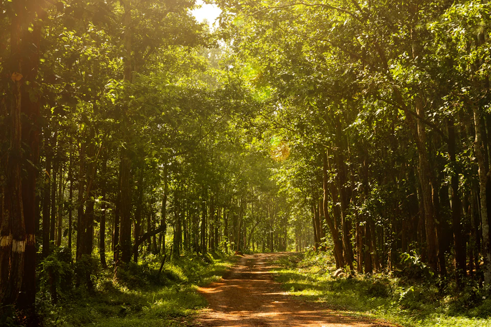 Dense tropical forest trail with filtered sunlight