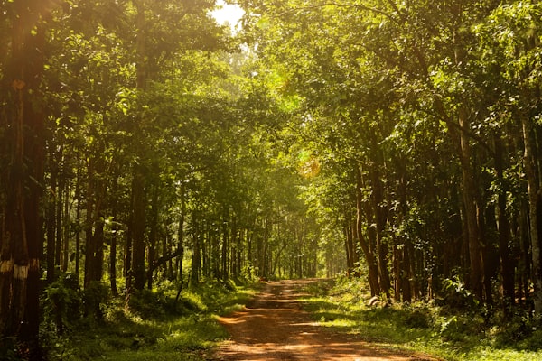 Lush forest trail with dappled sunlight