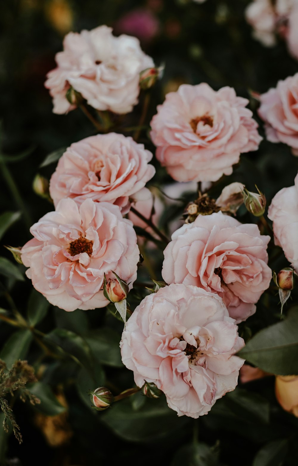 pink roses in bloom during daytime