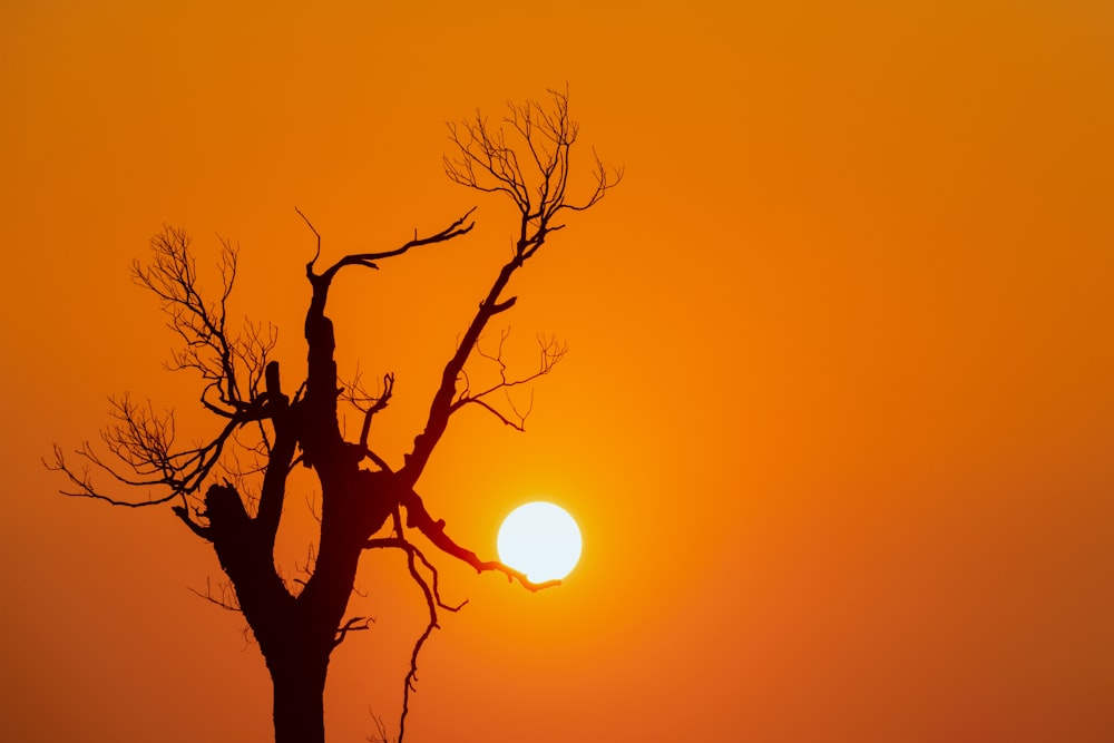 bare tree under orange sky during sunset