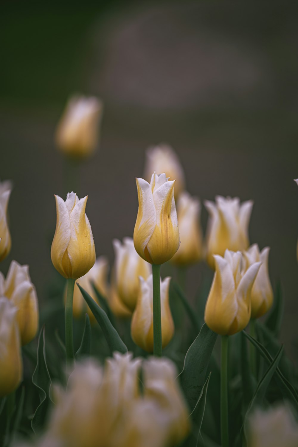 tulipani gialli in fiore durante il giorno