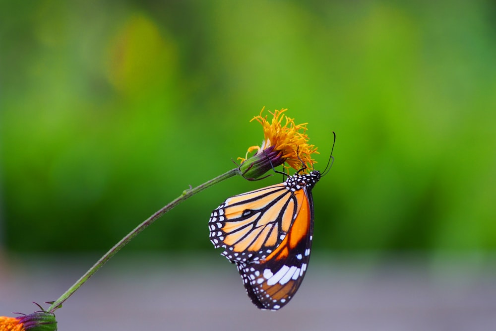 monarch butterfly perched on yellow flower in close up photography during daytime