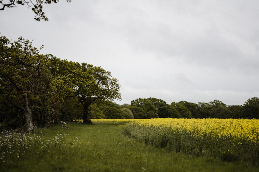 green grass field with green trees under white clouds during daytime