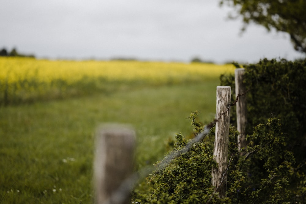 brown wooden fence on green grass field during daytime