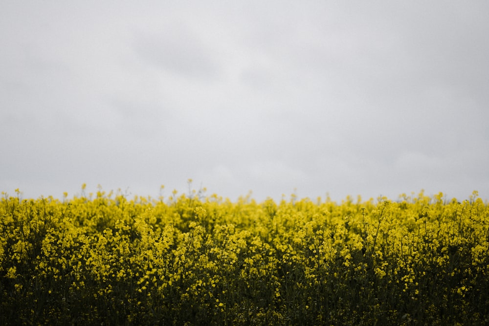 campo de flores amarillas bajo el cielo blanco durante el día