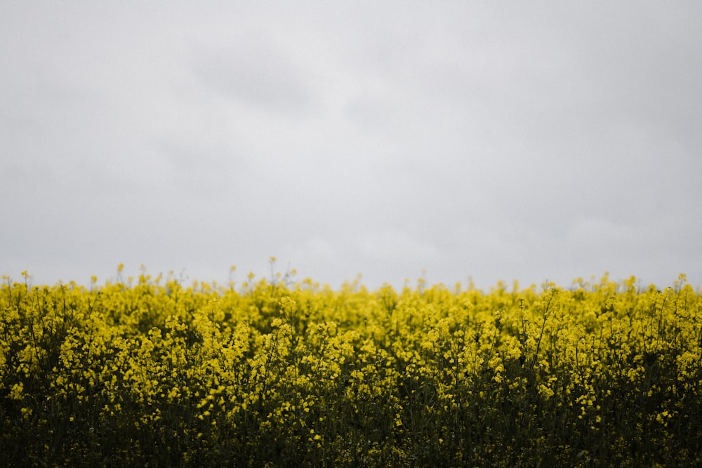 yellow flower field under white sky during daytime