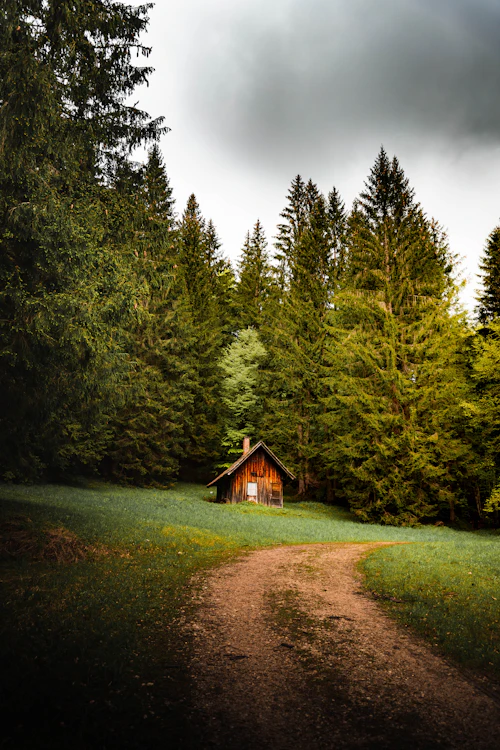 Cabane en bois au bout d'un chemin, devant un rideau de sapins