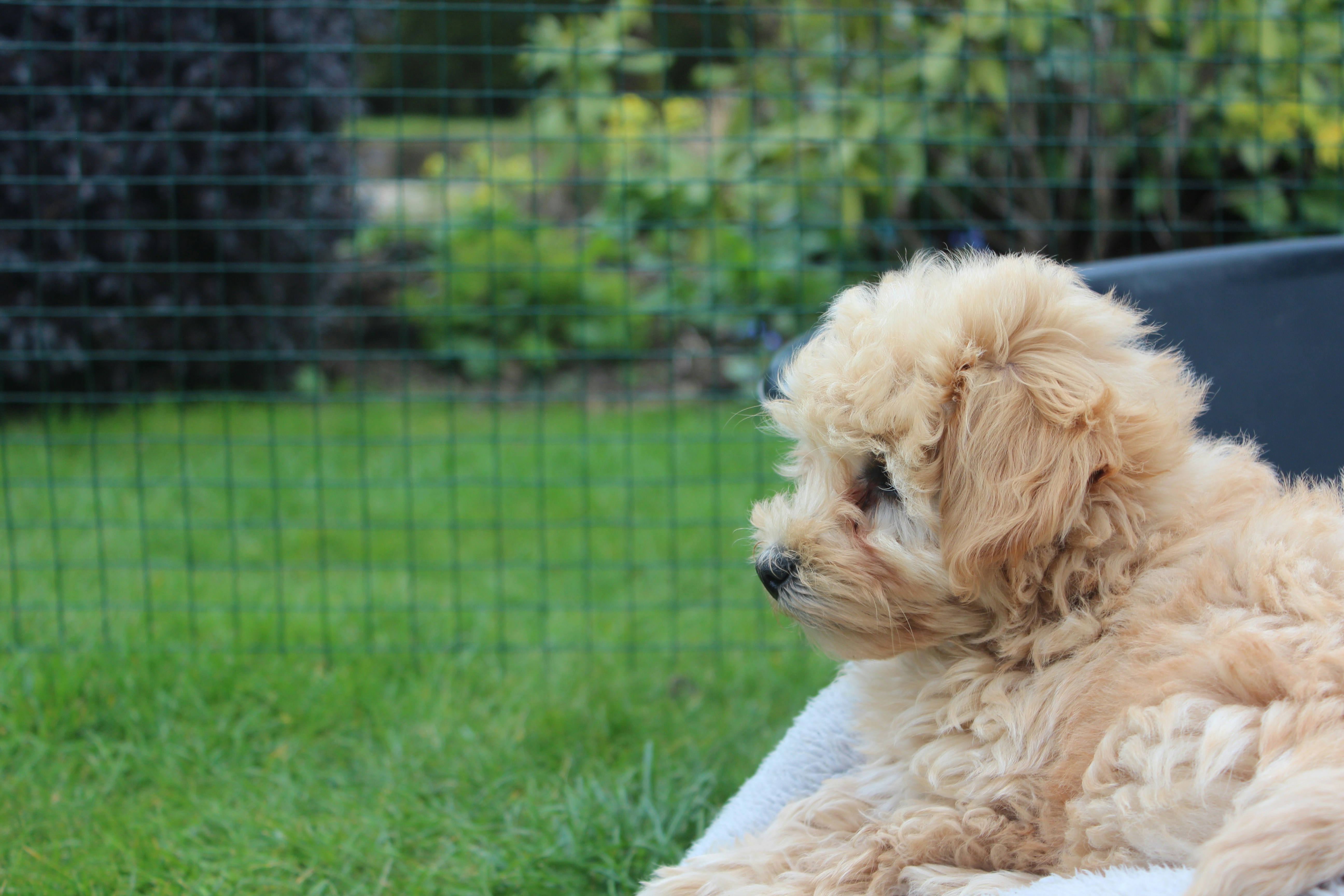 Photo by oscar_scannell