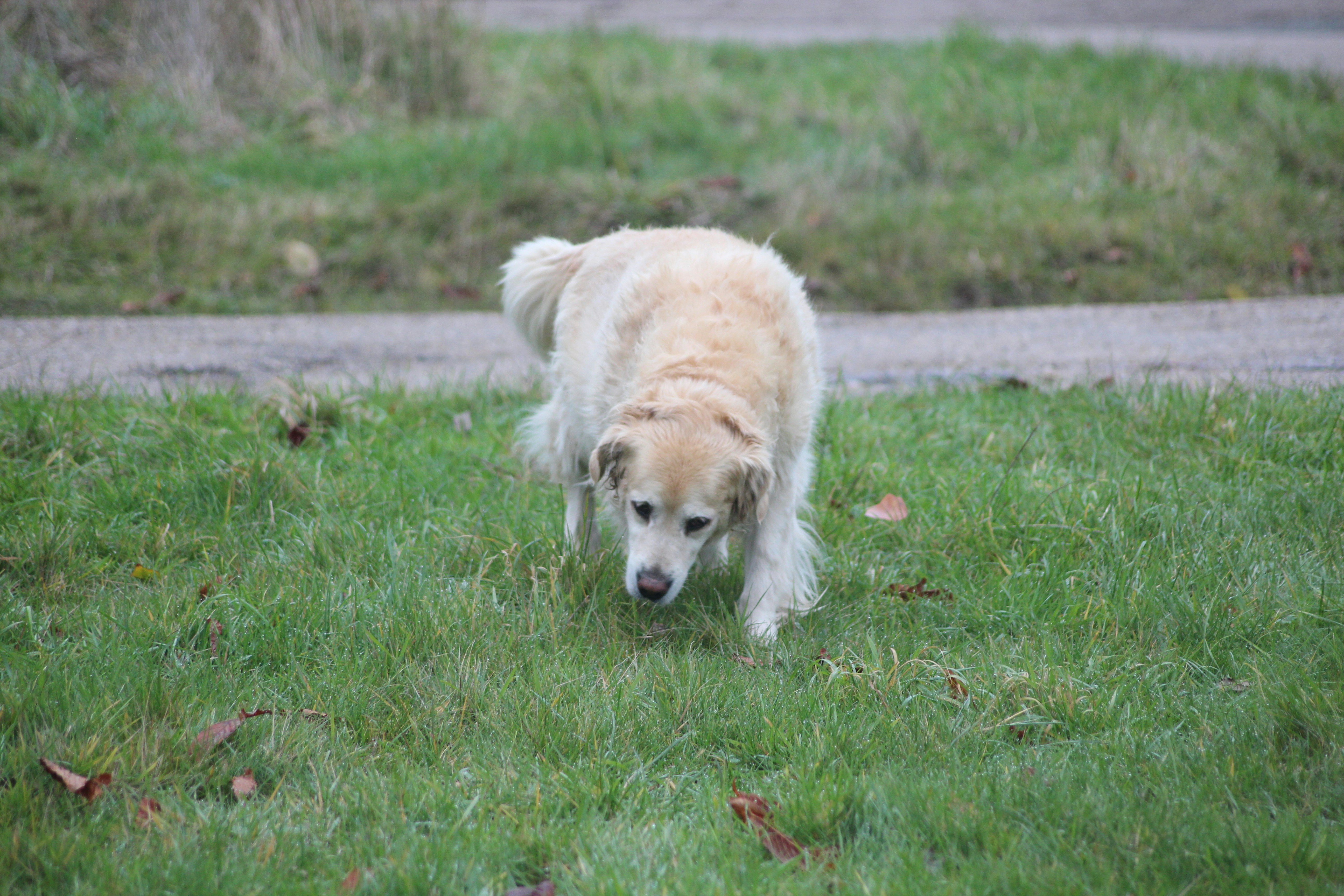 Photo by oscar_scannell