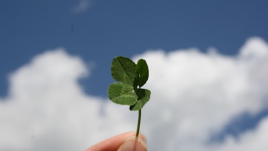 person holding green leaf during daytime