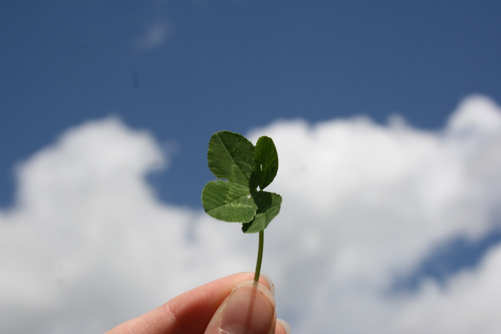 Persona sosteniendo una hoja verde durante el día