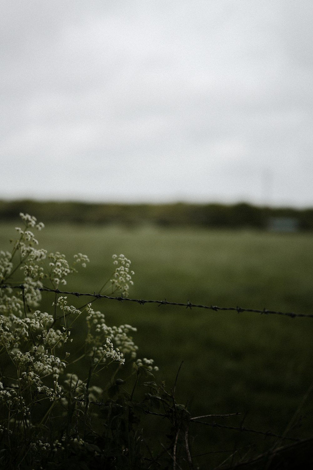 green grass field during daytime