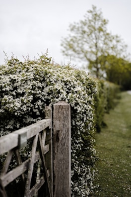 A rustic farm gate opening to a pathway lined with wildflowers and trees.