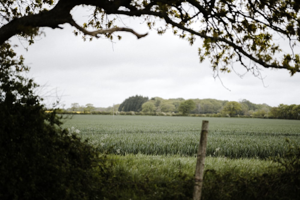 Campo de hierba verde bajo el cielo blanco durante el día