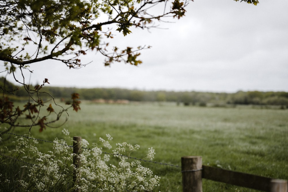 green grass field during daytime