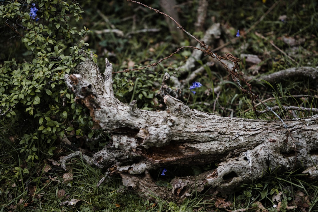 white and brown tree trunk