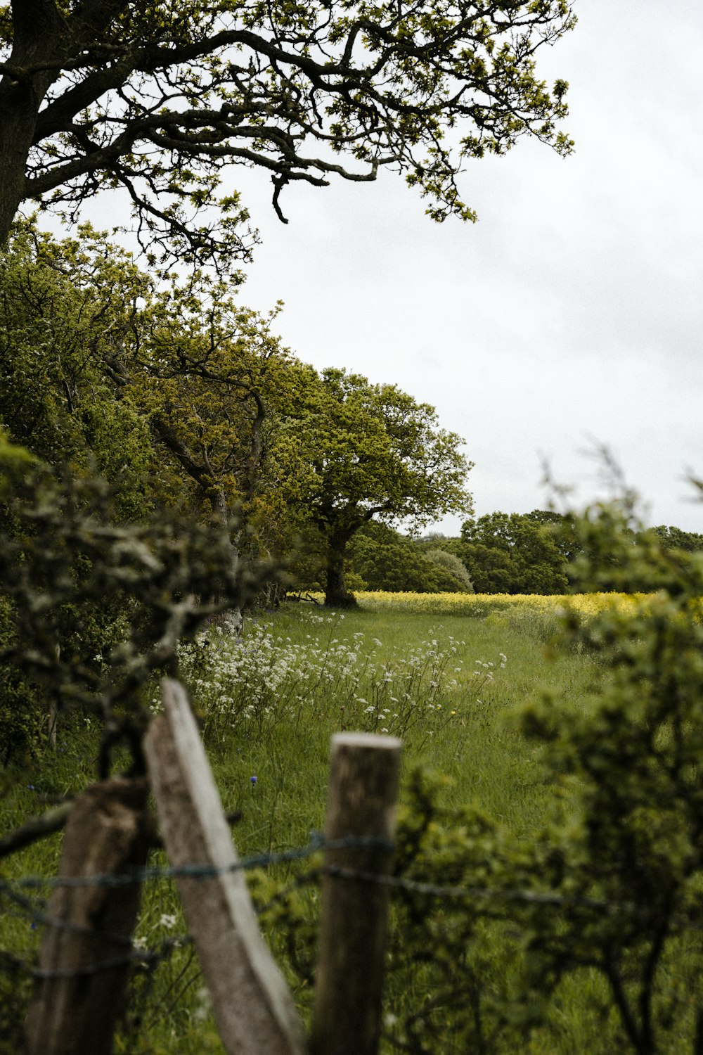 green grass field with trees during daytime