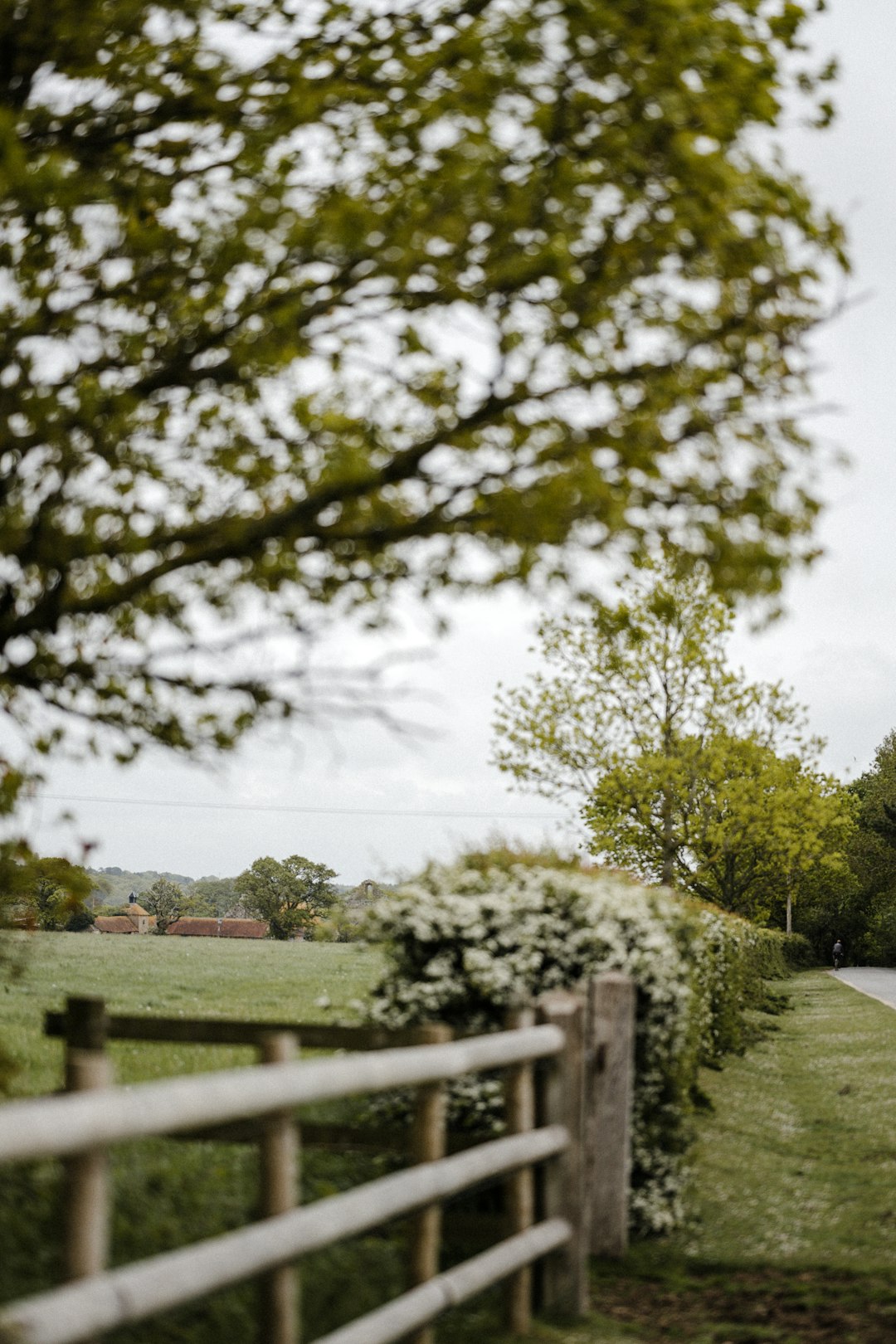 green trees near brown wooden fence during daytime