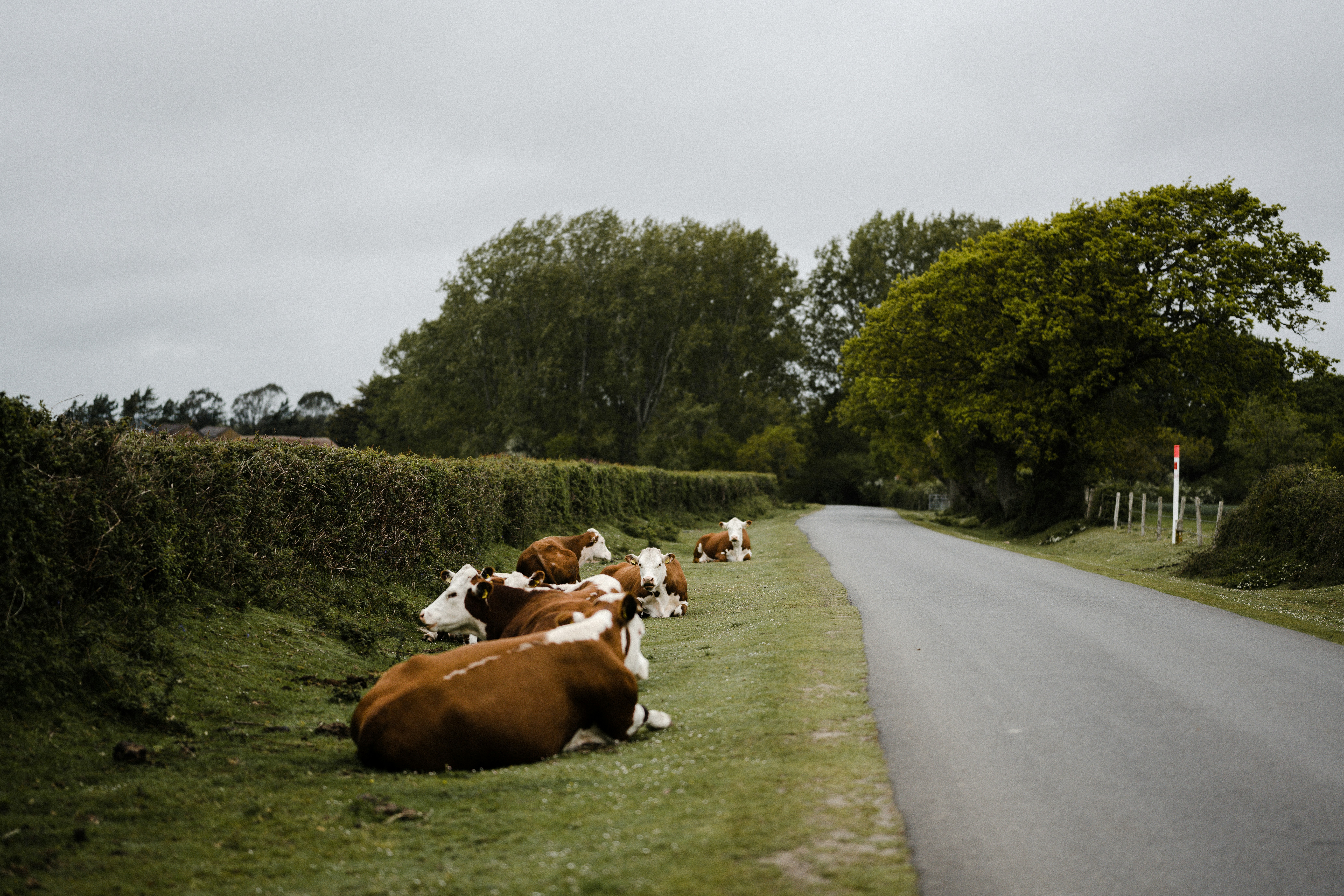 From Commute to Countryside: Is Satellite Connectivity Driving a New Rural Relocation Wave?
