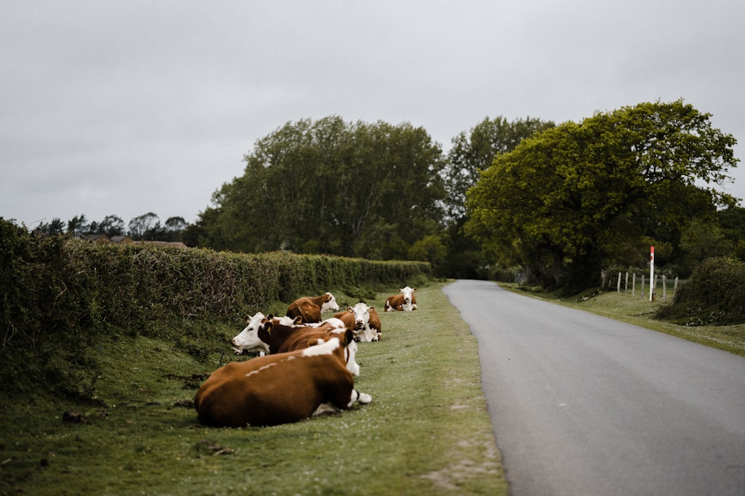 brown and white cow on green grass field during daytime