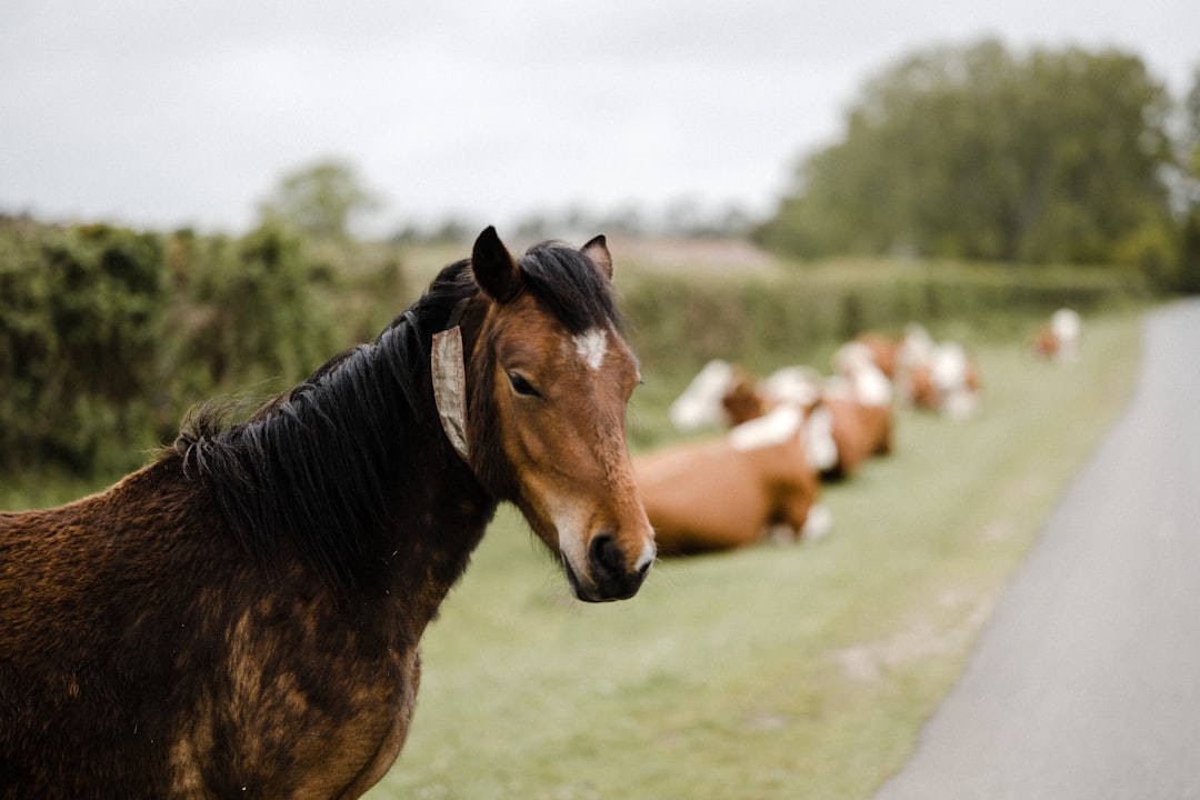 brown horse on green grass field during daytime