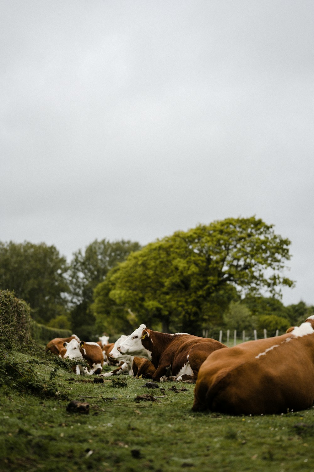 brown and white cow on green grass field during daytime