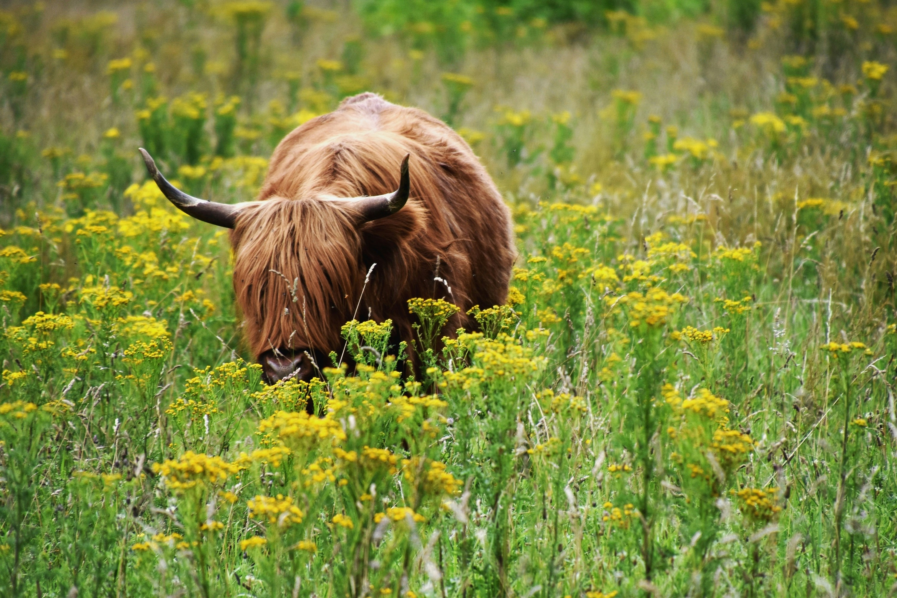 brown yak on yellow flower field during daytime