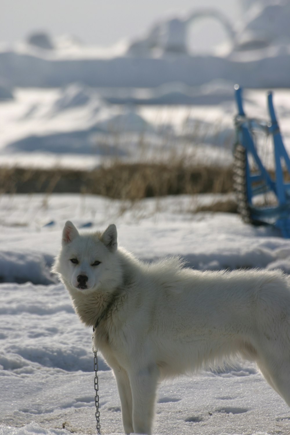 Loup blanc sur un sol enneigé pendant la journée