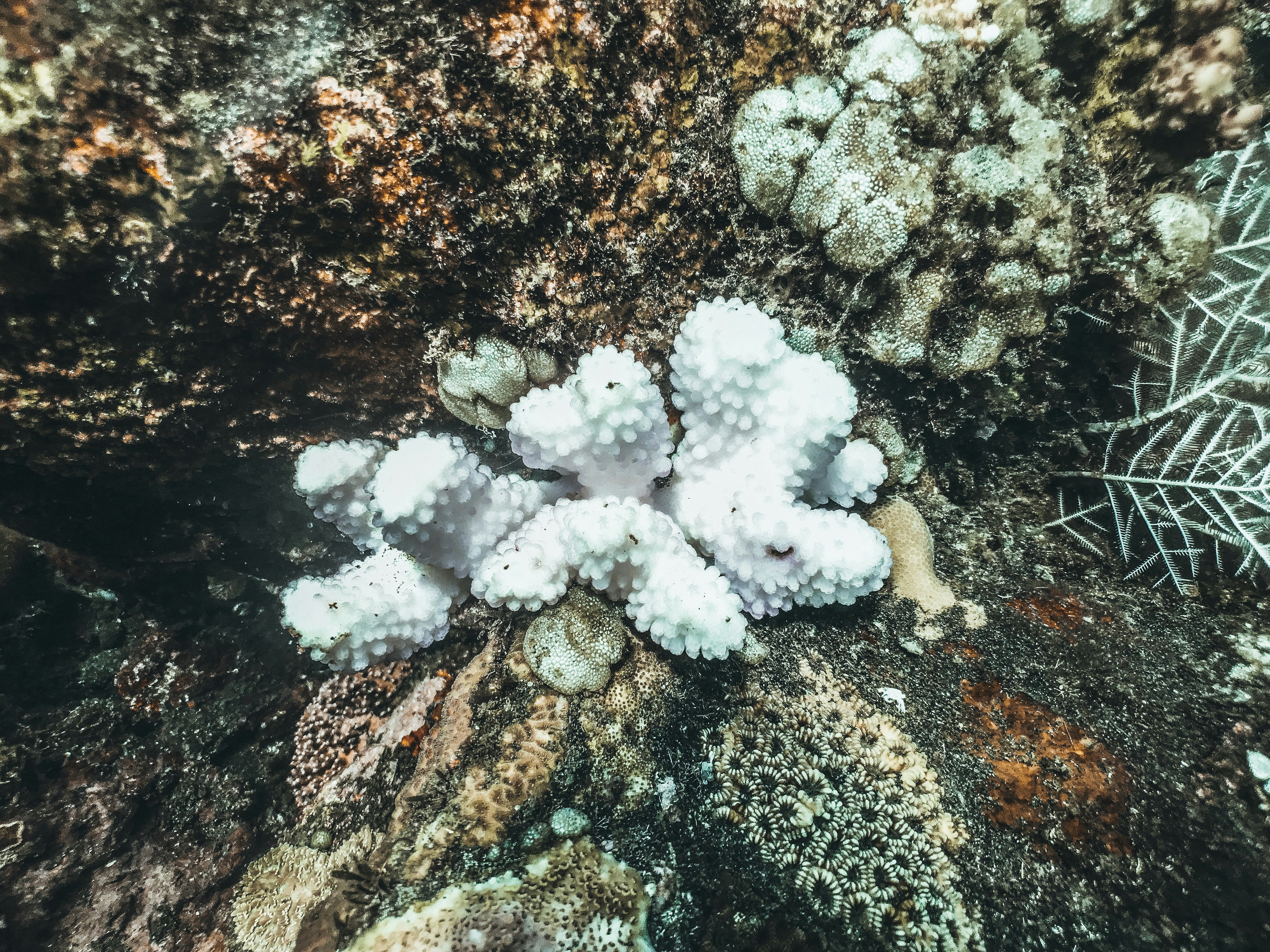 a group of white corals on a coral reef