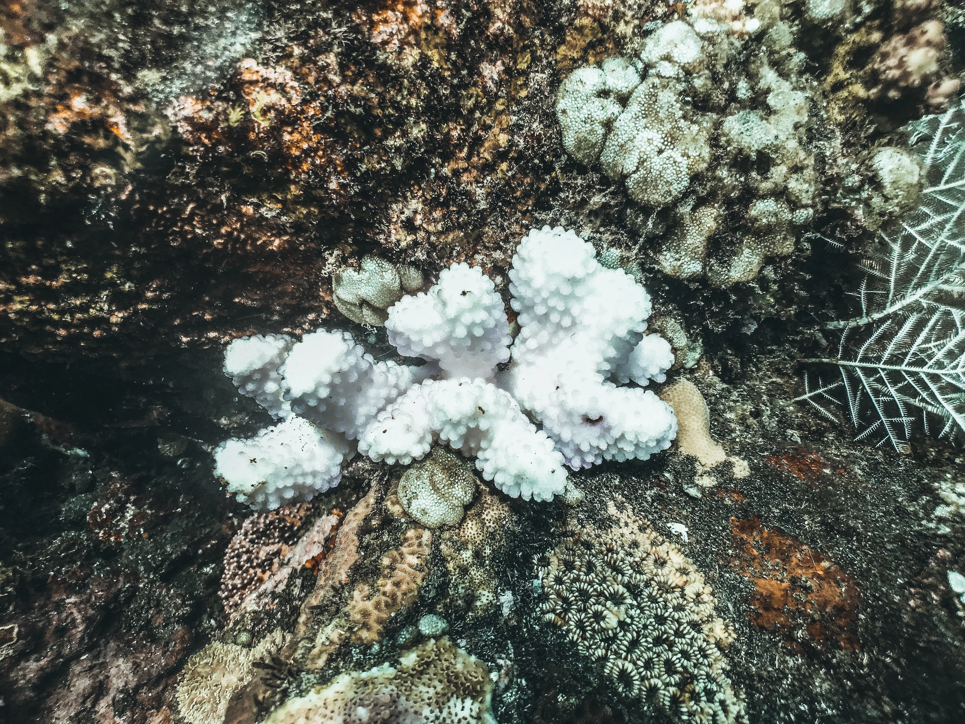 A cluster of pale, bleached corals on a reef
