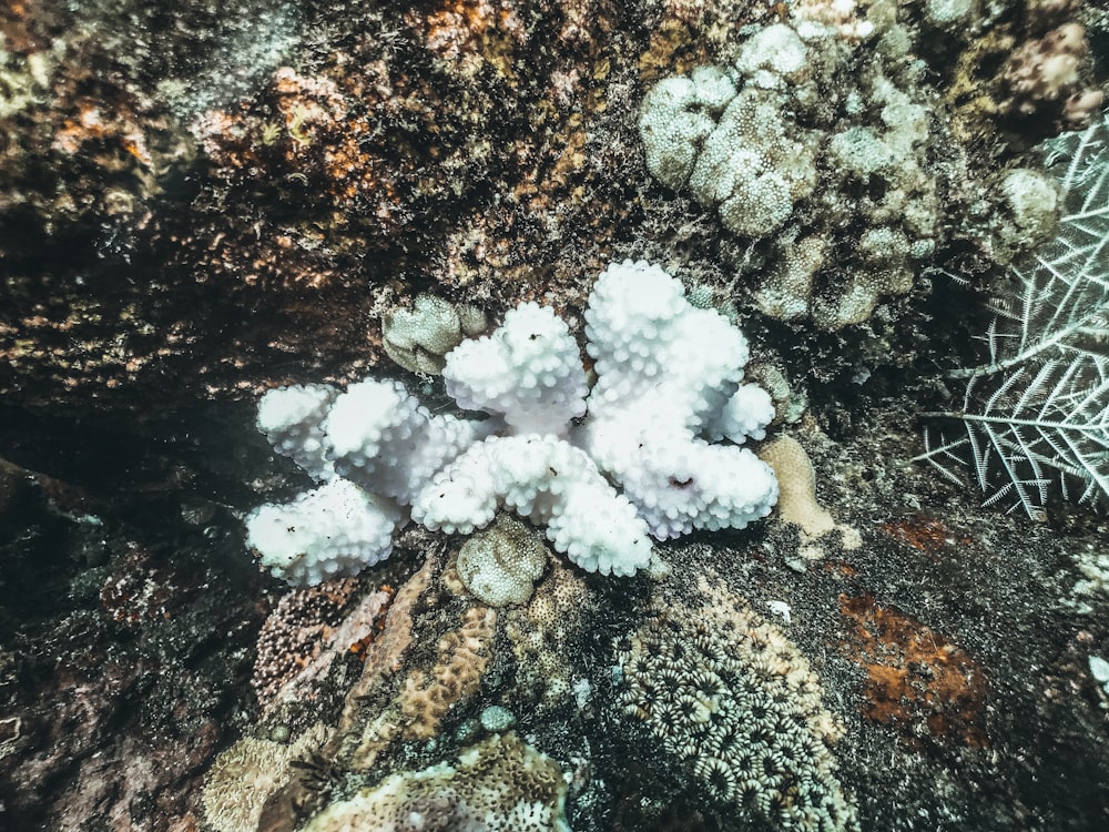 um grupo de corais brancos em um recife de coral