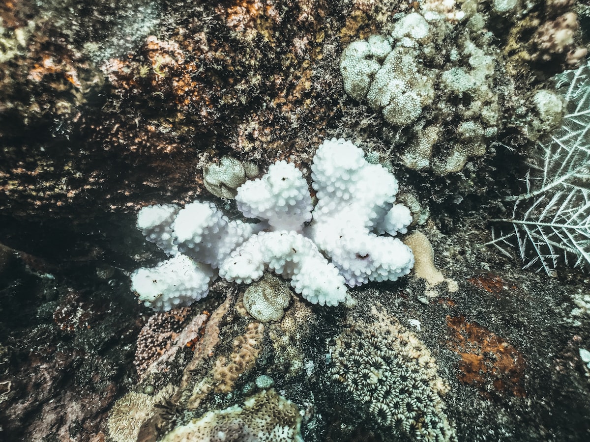 The Fourth Global Coral Bleaching Event