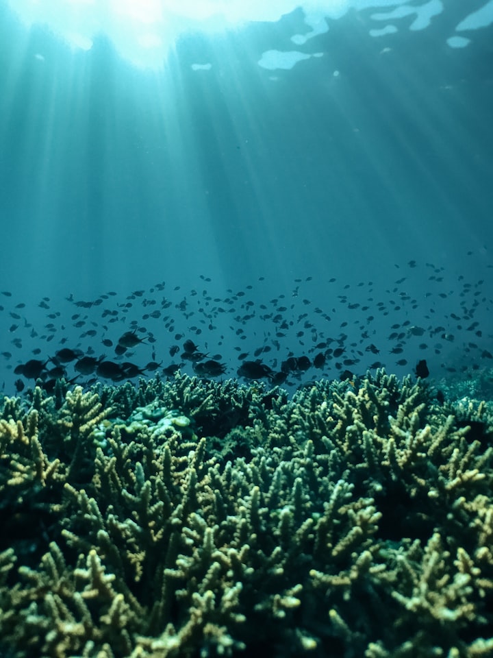 Exploring the Depths: Unveiling the Mysteries and Importance of Earth's Oceans
