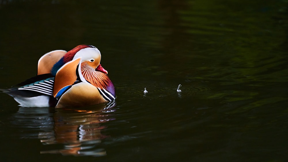 Braun-weiße Ente auf dem Wasser