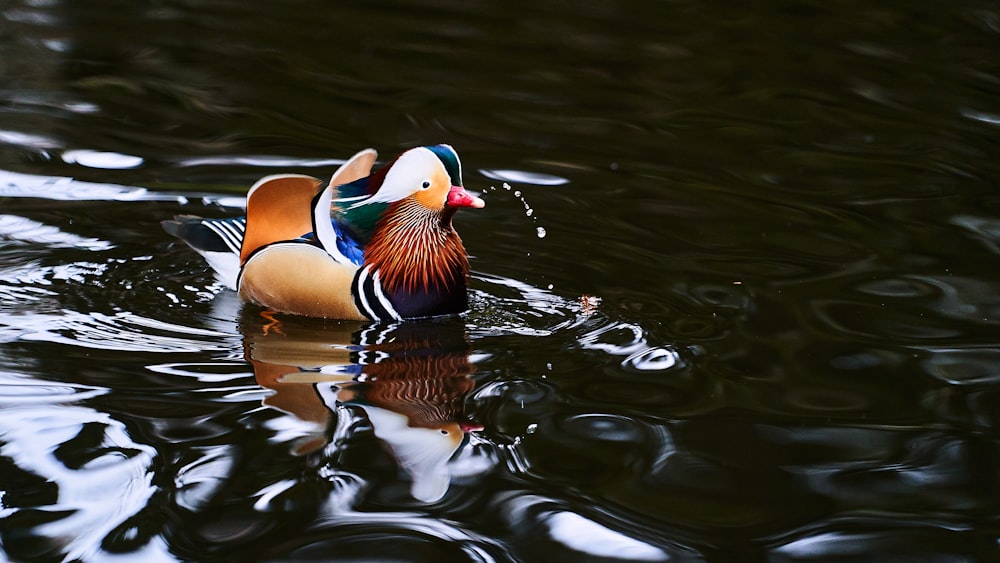 brown and green duck on water