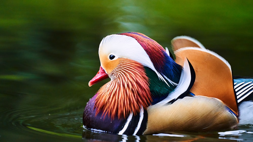 white red and blue duck on water